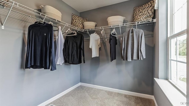 walk in closet with carpet