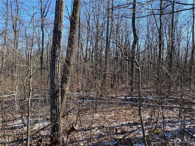 view of local wilderness