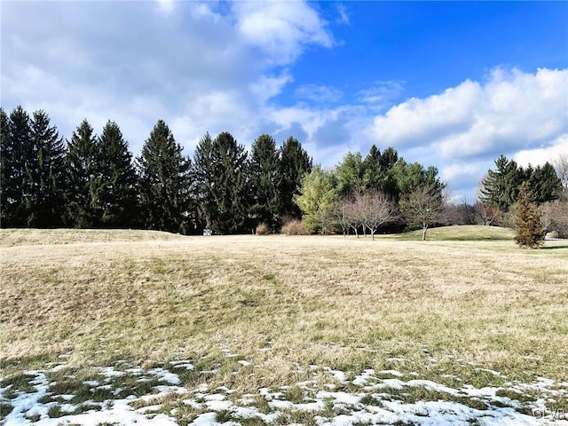 view of local wilderness