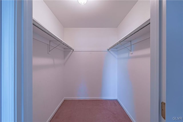 walk in closet with carpet floors