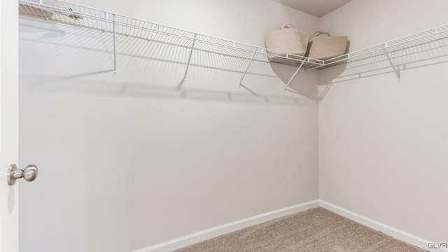 spacious closet featuring carpet flooring