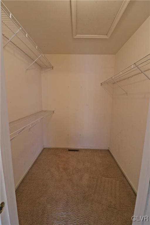 spacious closet featuring carpet floors