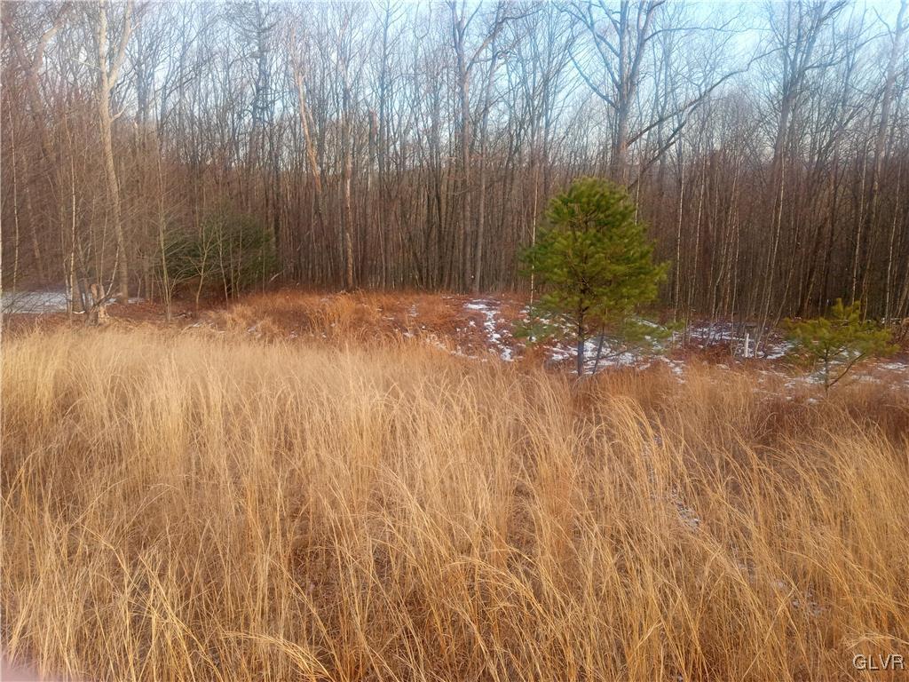 view of local wilderness