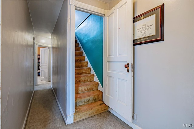 staircase featuring carpet floors