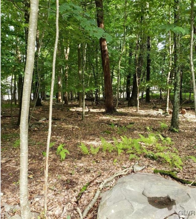 view of local wilderness