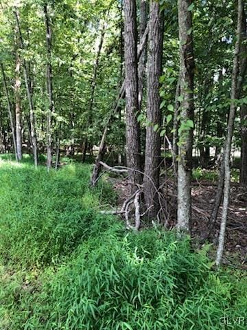 view of local wilderness