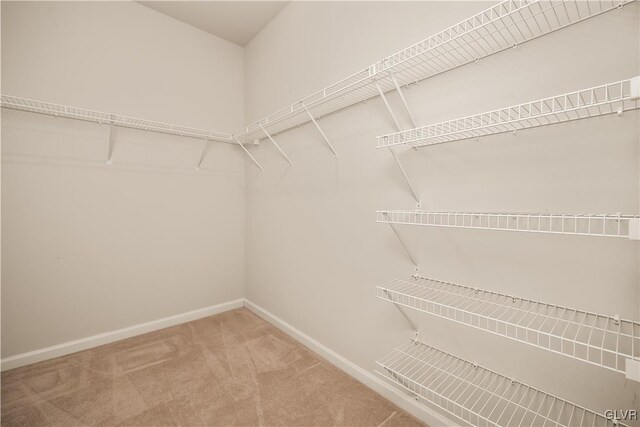 spacious closet featuring carpet flooring