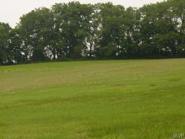 view of local wilderness