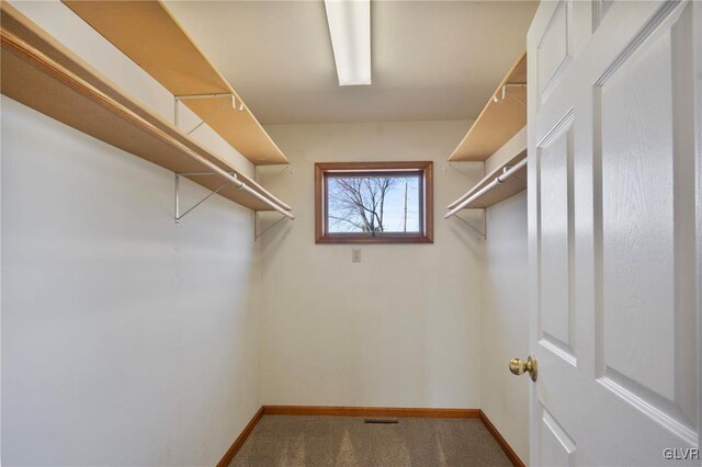 walk in closet featuring carpet flooring