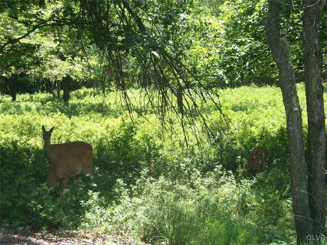 view of local wilderness featuring a view of trees