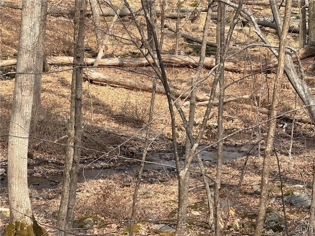 view of local wilderness