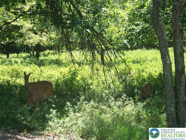 362 Shakespeare Dr, Penn Forest Township, PA 18210 - view of local wilderness with a forest view