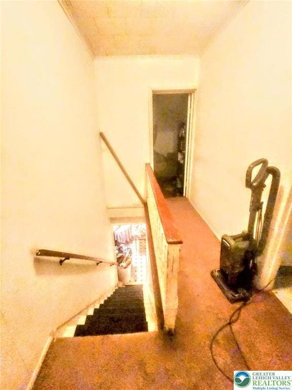 stairway with crown molding and carpet