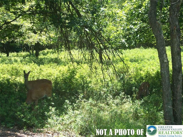 38 Swamp Hollow Ln, Kidder Township S, PA 18210 - view of wooded area