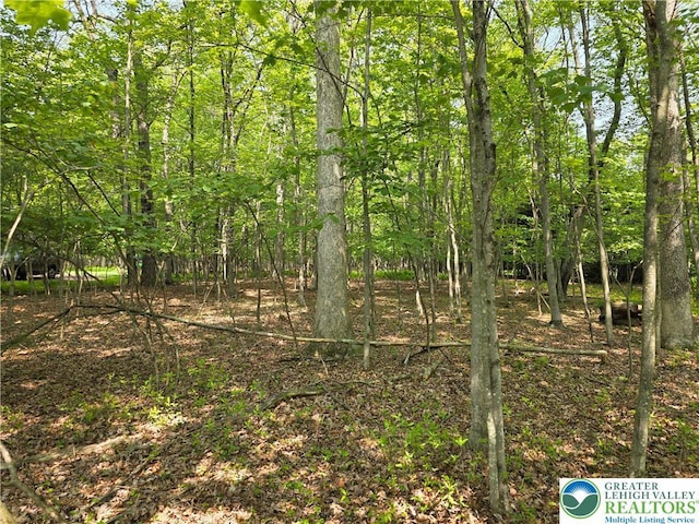 163 Piney Woods Dr, Penn Forest Twp, PA 18229 - view of local wilderness