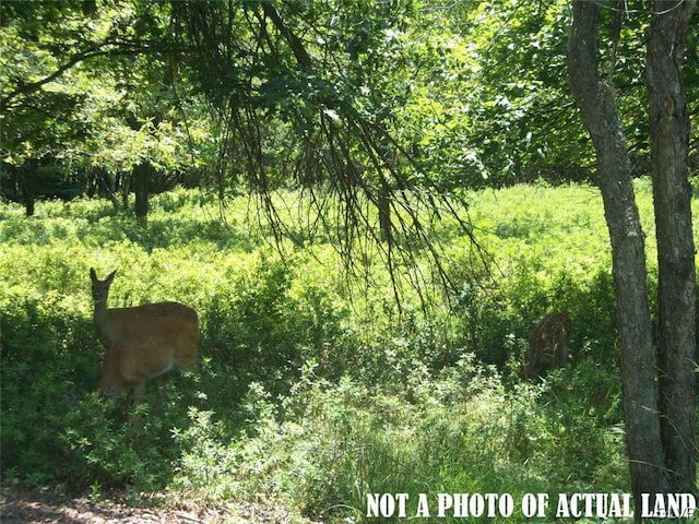 view of local wilderness with a wooded view