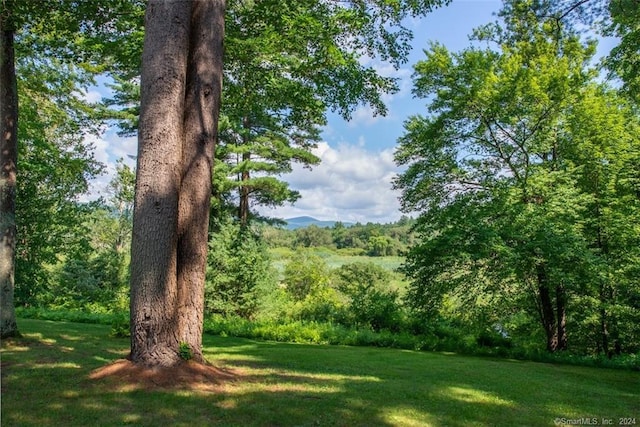 view of local wilderness