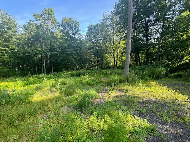 view of local wilderness