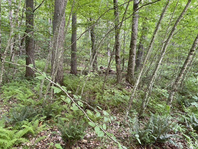 0 Silver Hill Rd Lot8, Sharon, CT 06069 - photo 4