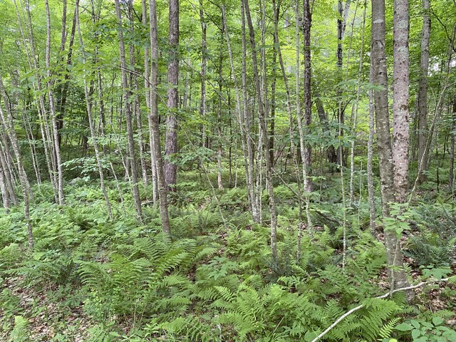 0 Silver Hill Rd Lot8, Sharon, CT 06069 - photo 5