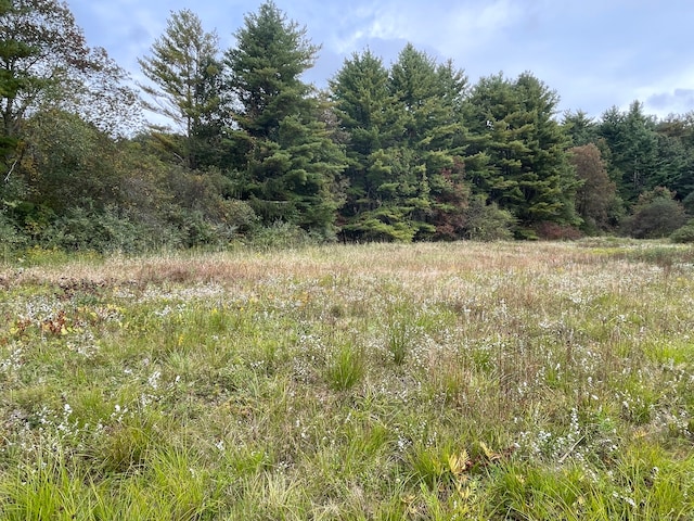 view of local wilderness