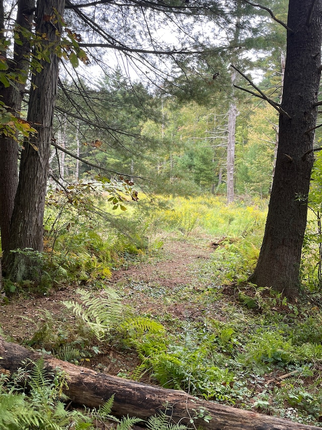 view of local wilderness