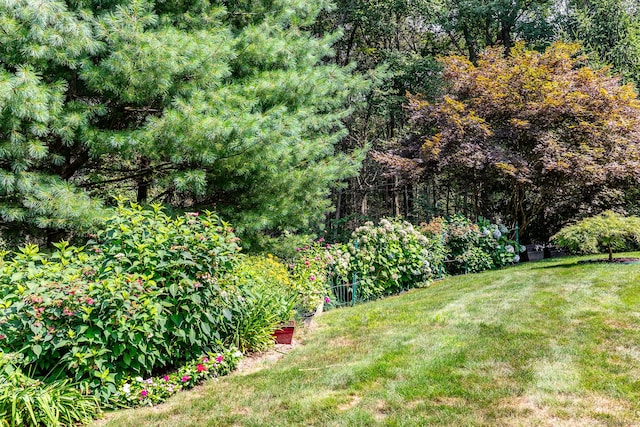 view of yard featuring a wooded view