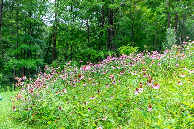 view of nature