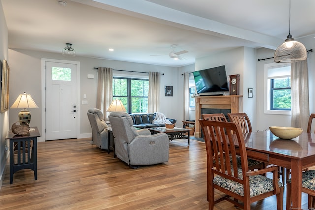 living room featuring ceiling fan, light wood-type flooring, and plenty of natural light