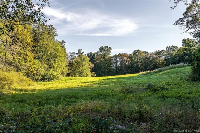 view of local wilderness