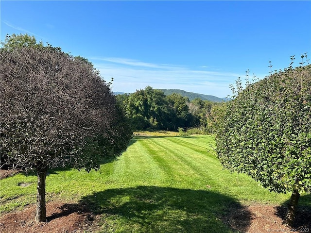 view of home's community with a yard