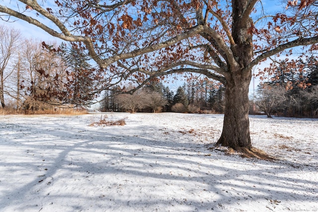 view of snowy yard