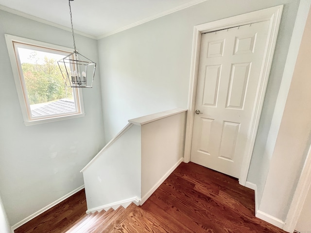 hall with a notable chandelier, dark hardwood / wood-style floors, and ornamental molding