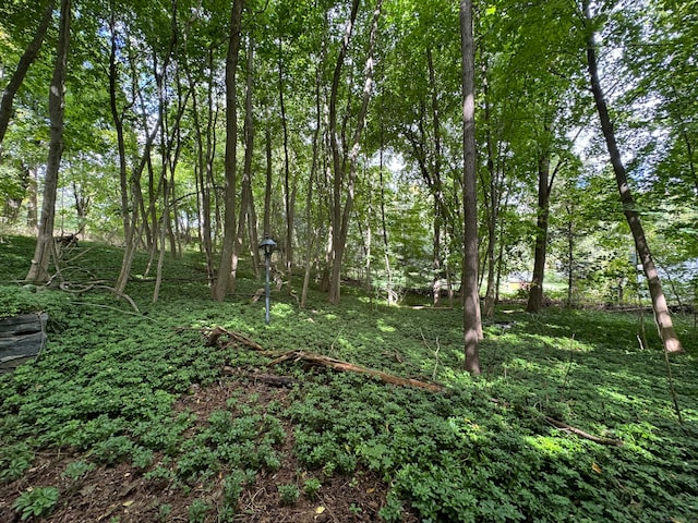 view of local wilderness