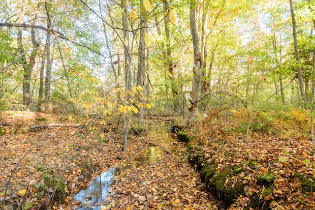 view of local wilderness