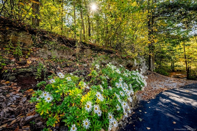 view of local wilderness