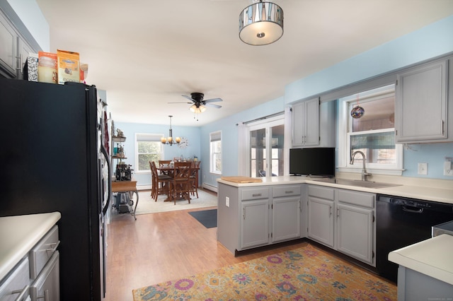 kitchen with pendant lighting, black appliances, ceiling fan with notable chandelier, gray cabinets, and light wood-type flooring