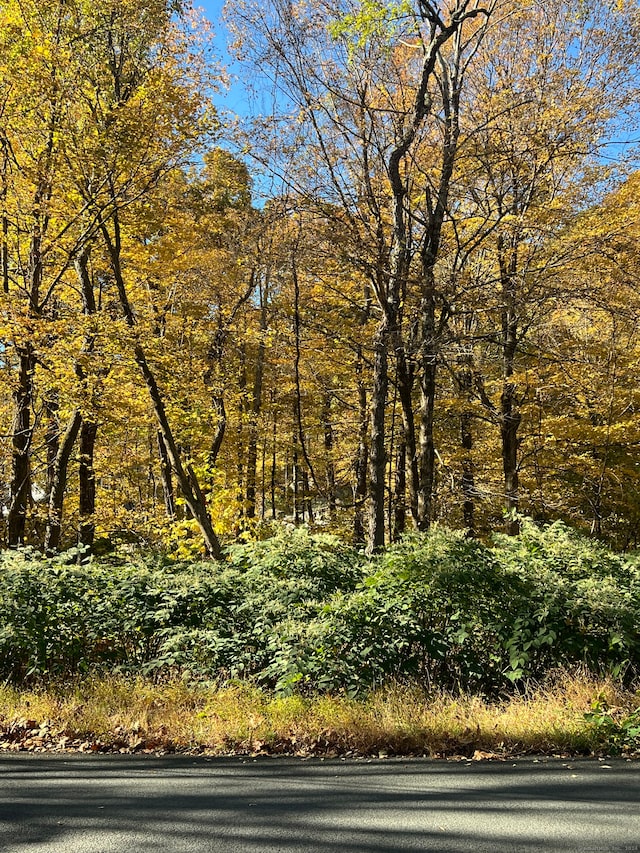 view of local wilderness