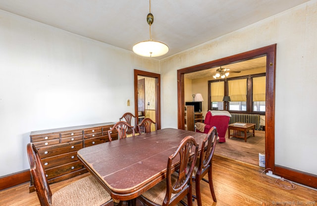 dining area with radiator heating unit, light wood-type flooring, and ceiling fan