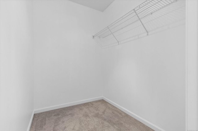 walk in closet with carpet flooring