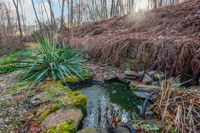 view of local wilderness