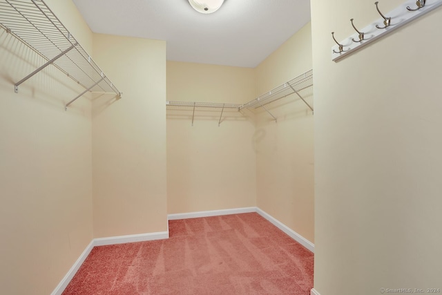 walk in closet with carpet floors