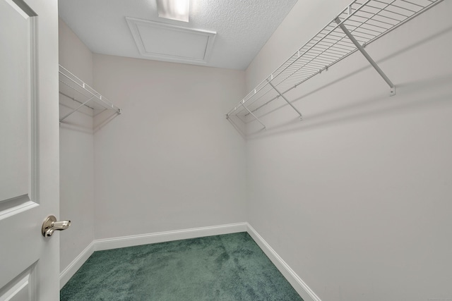 spacious closet featuring carpet flooring