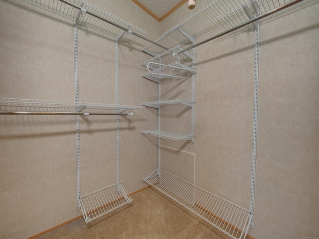 spacious closet featuring carpet floors