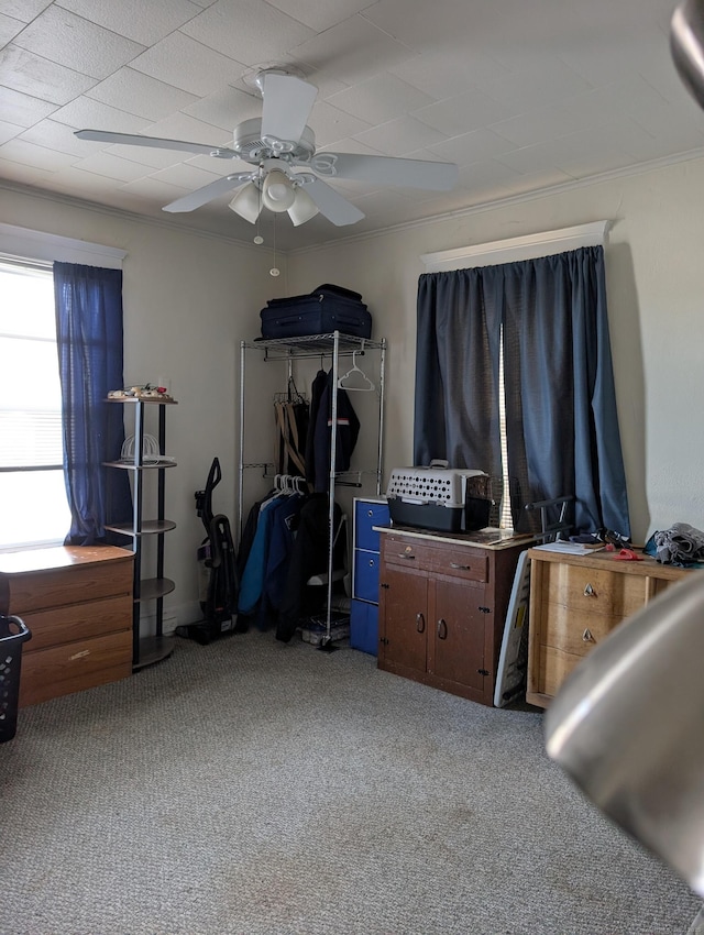 carpeted bedroom featuring ceiling fan and crown molding