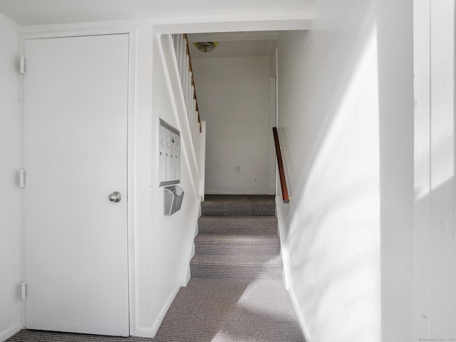 staircase with carpet floors