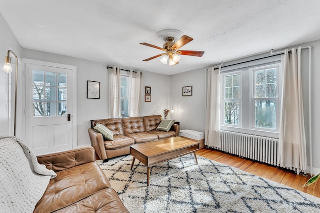 living room featuring radiator, light hardwood / wood-style floors, and ceiling fan