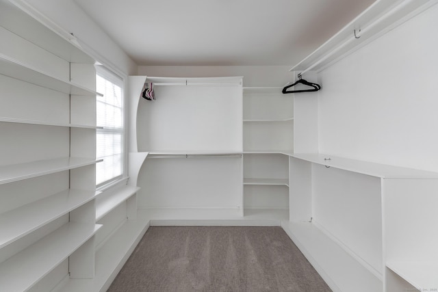 walk in closet with carpet flooring