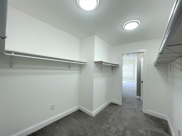 walk in closet featuring carpet floors