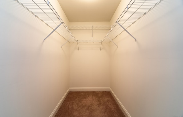 walk in closet featuring carpet flooring